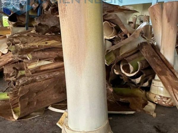 Củ hủ dừa Bến Tre giá sỉ và lẻ trên toàn quốc