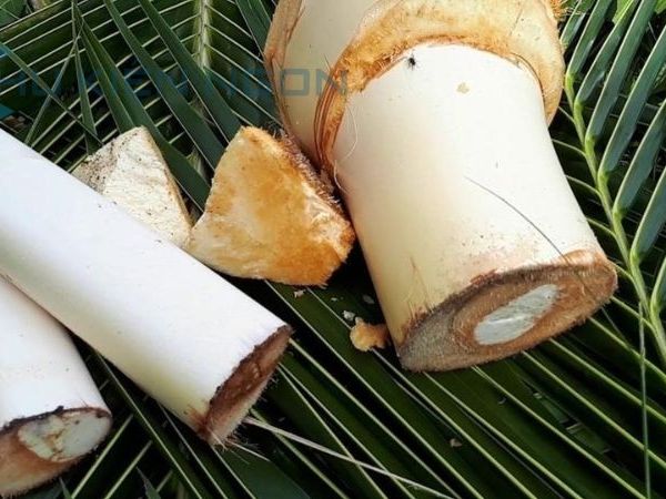  Quy trình chế biến củ hủ dừa